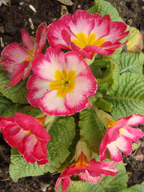 Primula hybrida 'Joker melange'